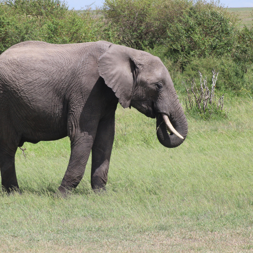 elephant-picture