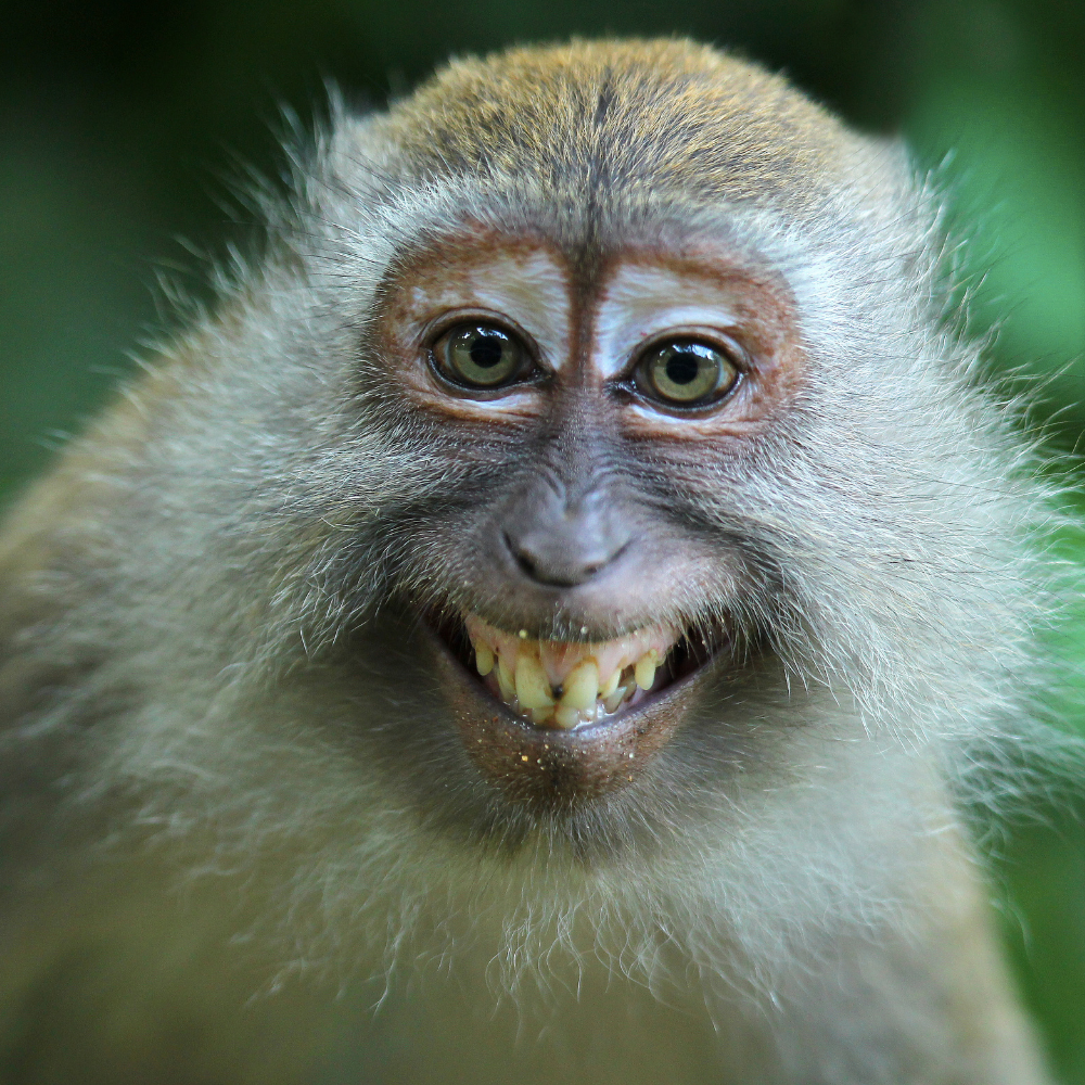 monkey-picture