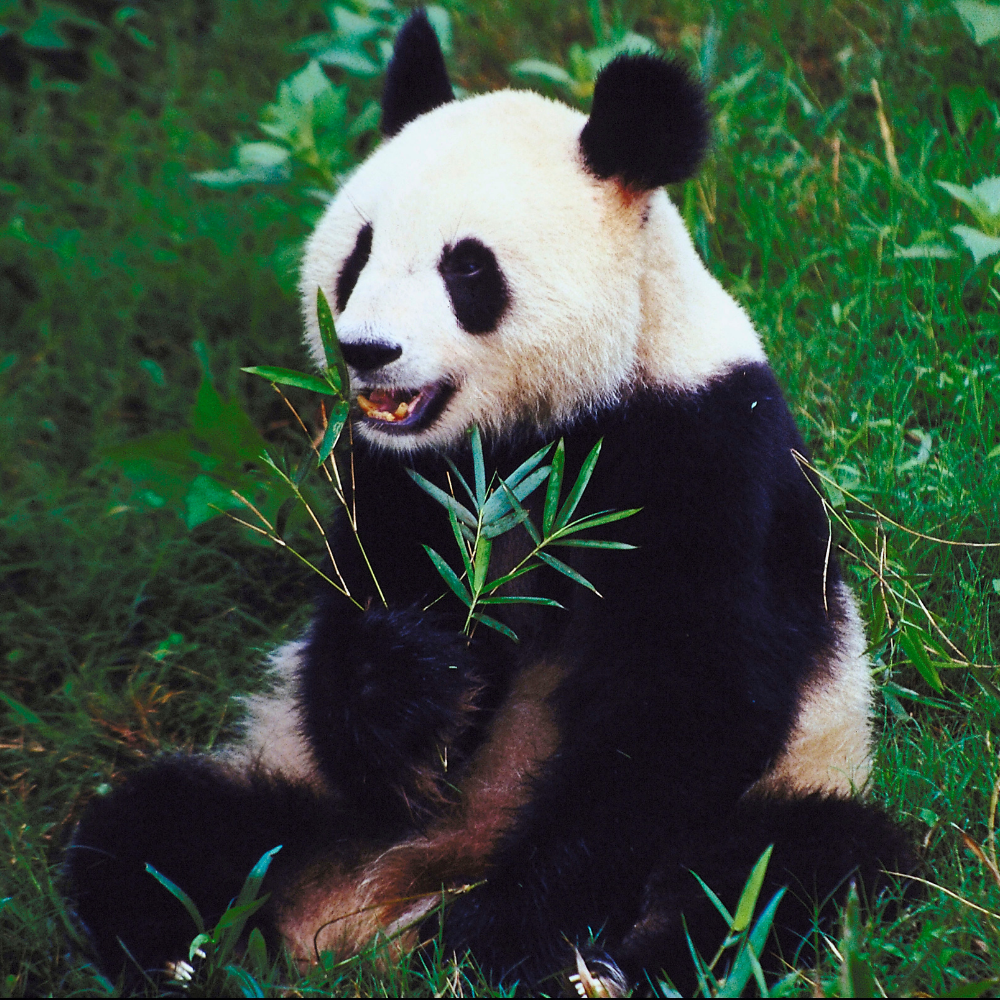 panda-picture