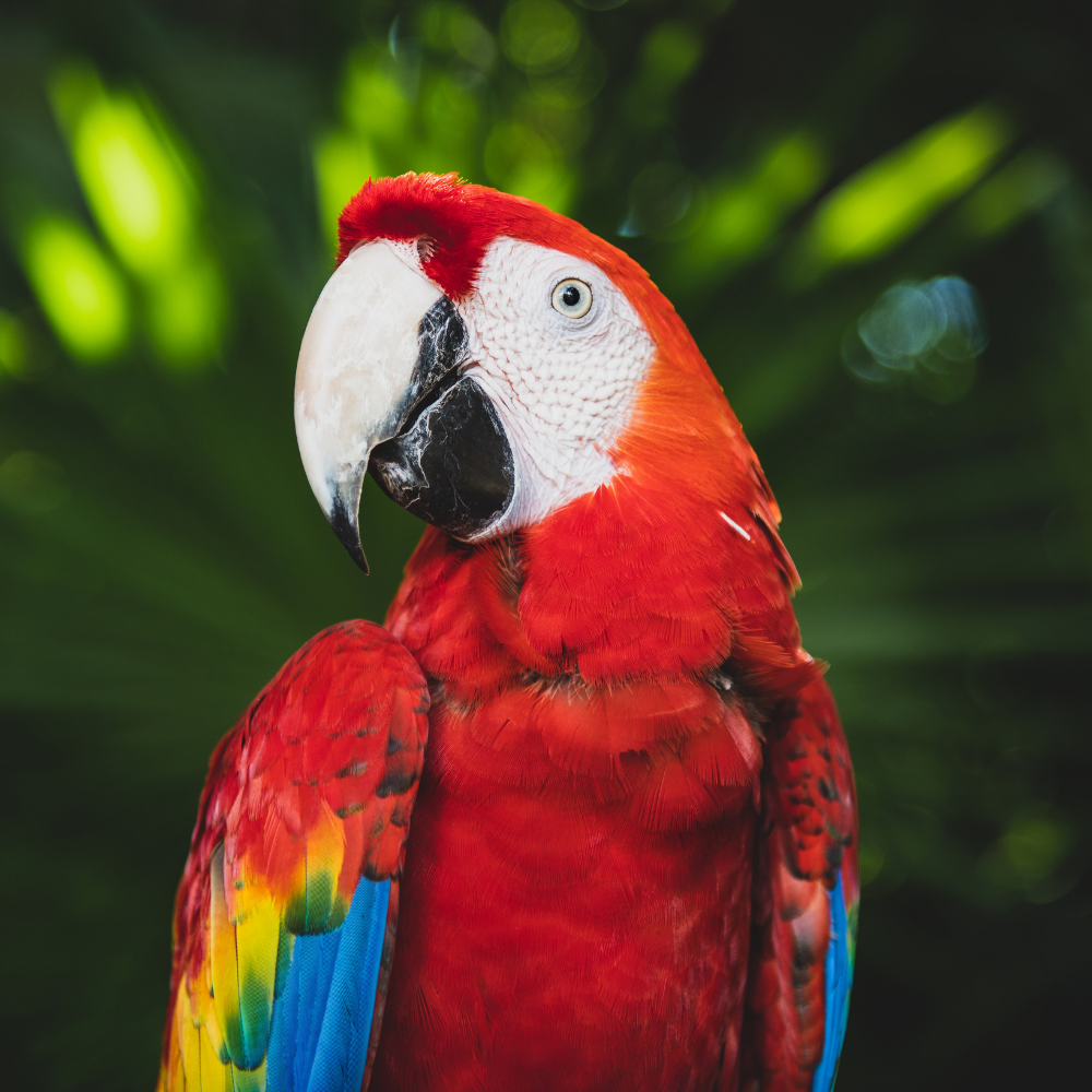 parrot-picture